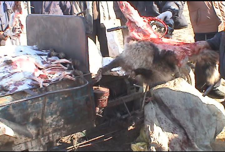 Thumbnail image for Action for Animals